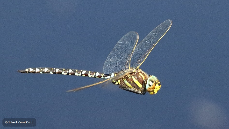 J16_2517 Aeshna juncea male in flight.JPG